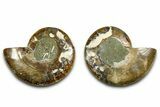 Cut & Polished Ammonite Fossil - Madagascar #377522-1